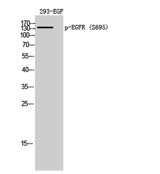 EGFR (phospho-Ser695) antibody