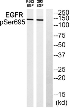 EGFR (phospho Ser695) rabbit pAb Antibody