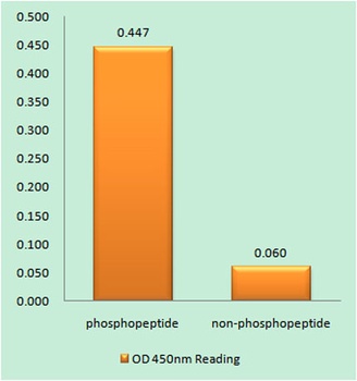 EGFR (phospho Ser1026) rabbit pAb Antibody