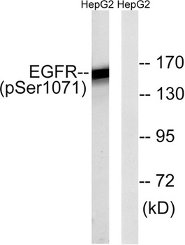 EGFR (phospho Ser1071) rabbit pAb Antibody