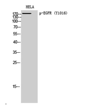 EGFR (phospho Tyr1016) rabbit pAb