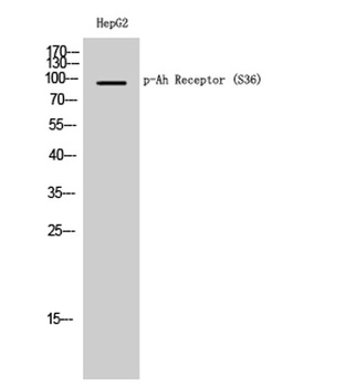 Ah Receptor (phospho-Ser36) antibody