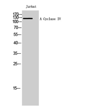 A Cyclase IV antibody