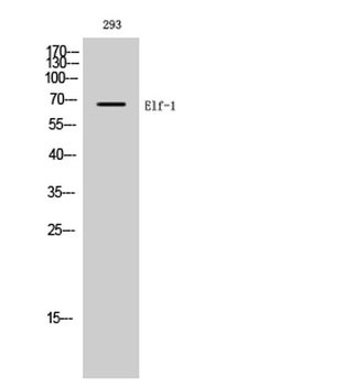 Elf-1 rabbit pAb