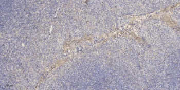 Macroglobulin α-2 rabbit pAb