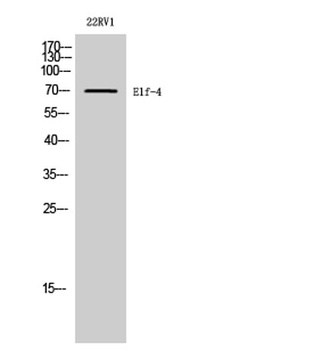 Elf-4 antibody