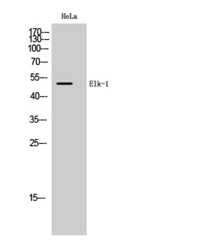 Elk-1 rabbit pAb