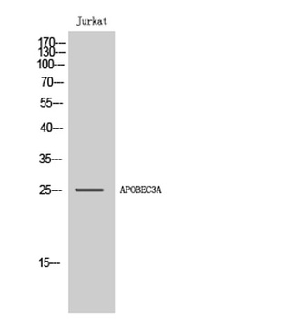 APOBEC3A antibody