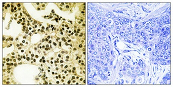 APLF (phospho Ser116) rabbit pAb