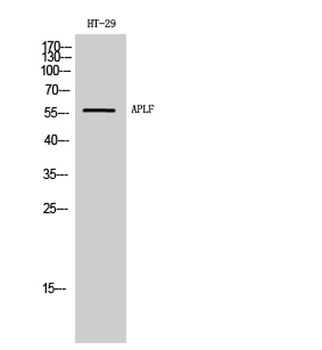 APLF antibody