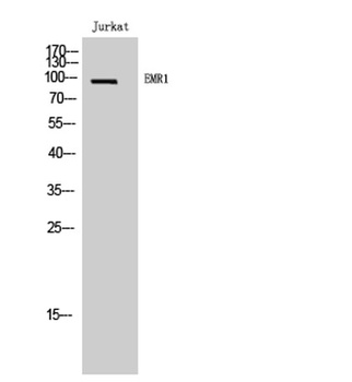EMR1 rabbit pAb
