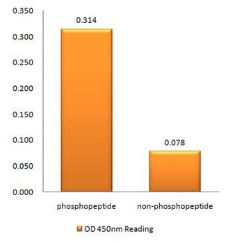 p300 (phospho Ser89) rabbit pAb