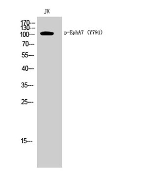 EphA7 (phospho-Tyr791) antibody