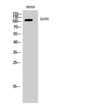 EphB4 antibody