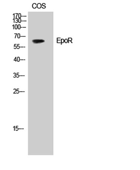 EpoR antibody