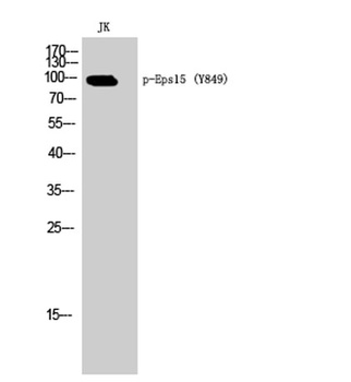 Eps15 (phospho Tyr849) rabbit pAb