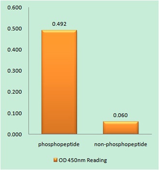 Neu (phospho Tyr1112) rabbit pAb Antibody