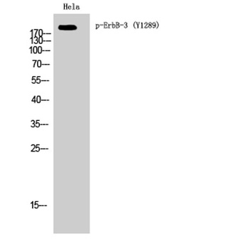 ErbB-3 (phospho Tyr1289) rabbit pAb