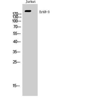 ErbB-3 antibody