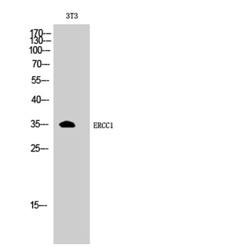 ERCC1 rabbit pAb