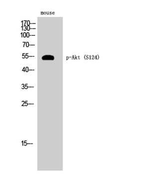 Akt (phospho Ser124) rabbit pAb