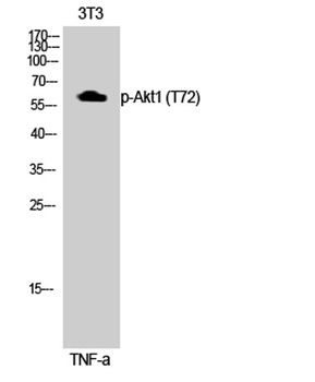 Akt1 (phospho-Thr72) antibody