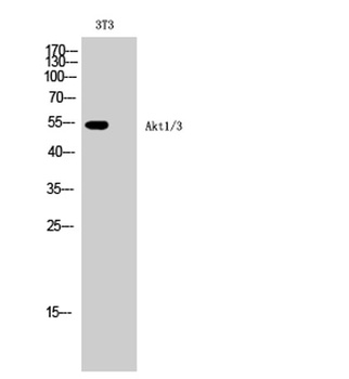 Akt1/3 antibody