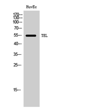 TEL antibody