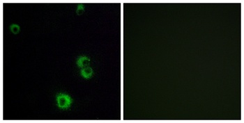 PAR-3 antibody