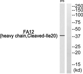 Cleaved-Factor XII HC (I20) antibody