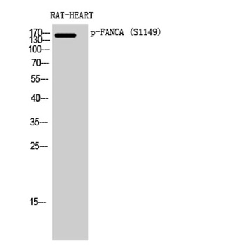 FANCA (phospho Ser1149) rabbit pAb