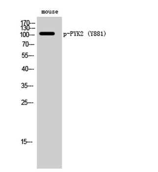 PYK2 (phospho-Tyr881) antibody