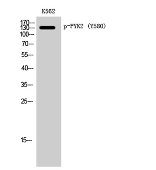 PYK2 (phospho-Tyr580) antibody