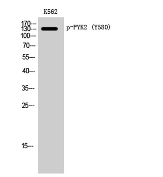 PYK2 (phospho Tyr580) rabbit pAb