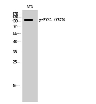 PYK2 (phospho-Tyr579) antibody