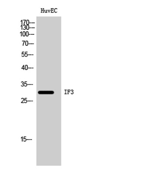 IF3 antibody