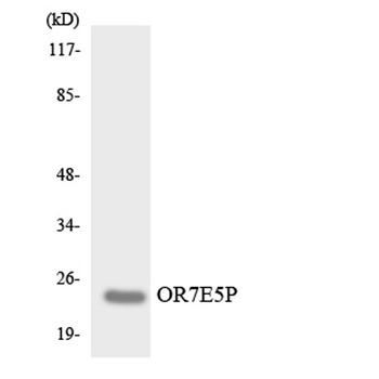 Olfactory receptor 7E5P rabbit pAb