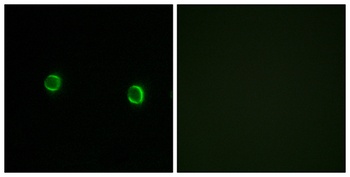 Olfactory receptor 5AS1 rabbit pAb