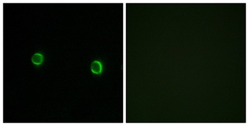 Olfactory receptor 5AS1 antibody