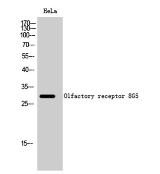 Olfactory receptor 8G5 antibody