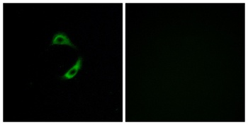 Olfactory receptor 10G9 rabbit pAb