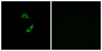 Olfactory receptor 10G9 antibody