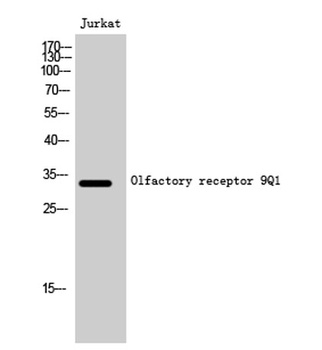 Olfactory receptor 9Q1 antibody