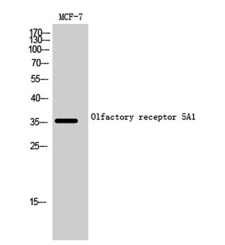 Olfactory receptor 5A1 antibody