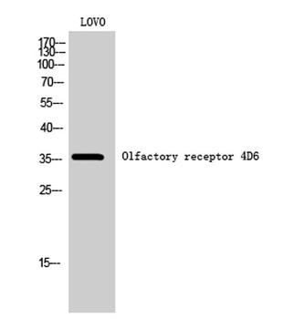 Olfactory receptor 4D6 antibody