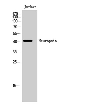 Neuropsin antibody