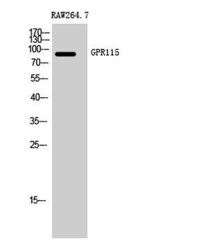GPR115 rabbit pAb