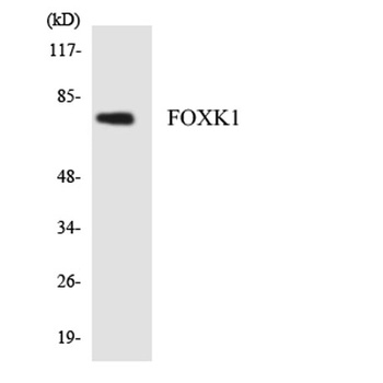 FoxK1 rabbit pAb
