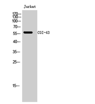 CGI-43 antibody