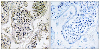 Ataxin-7L1 antibody